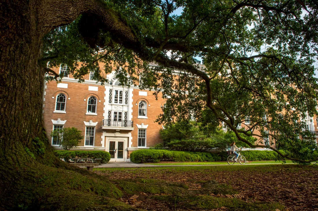 Mussafer hall oak tree