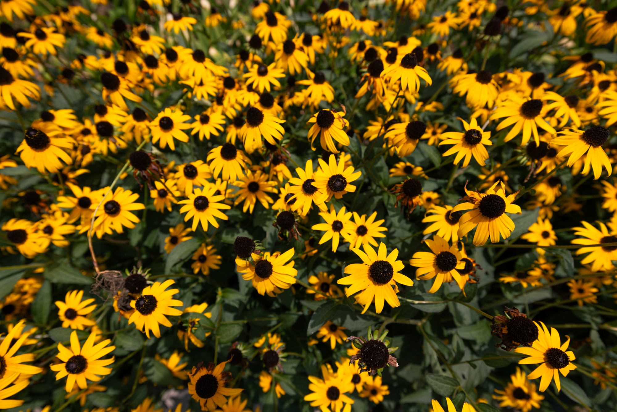 A dense patch of vibrant yellow Black-eyed Susan flowers with dark brown centers and green leaves.